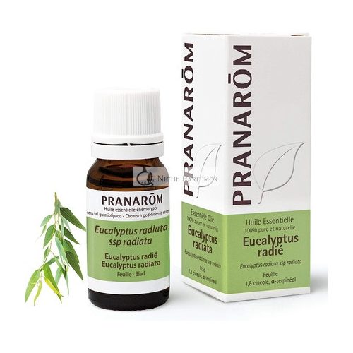 Pranarôm Eucalyptus Radiata Esenciálny Olej 10ml